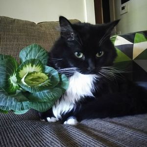 Meet your Posher, Julie